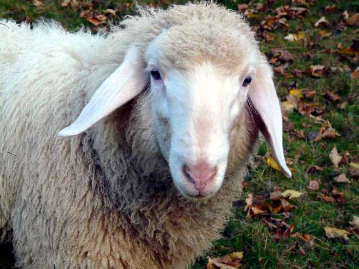 A sheep
