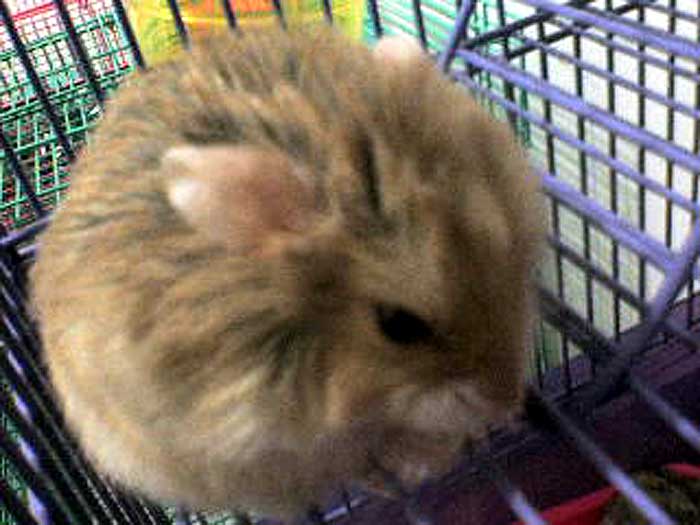 Russian Dwarf hamster