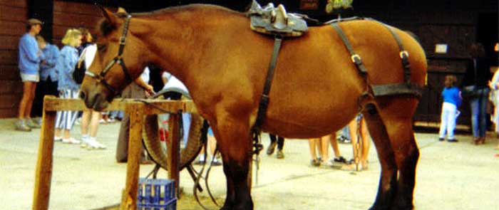 Dorset Heavy Horse Centre