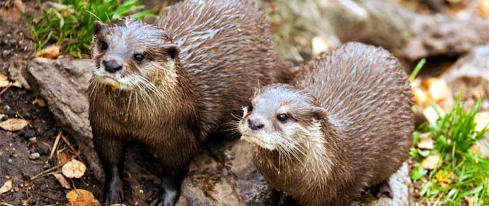 New Forest Otter & Owl Centre