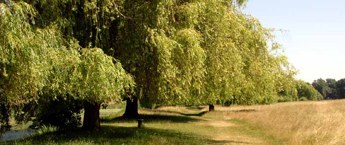 Hampton Court Park