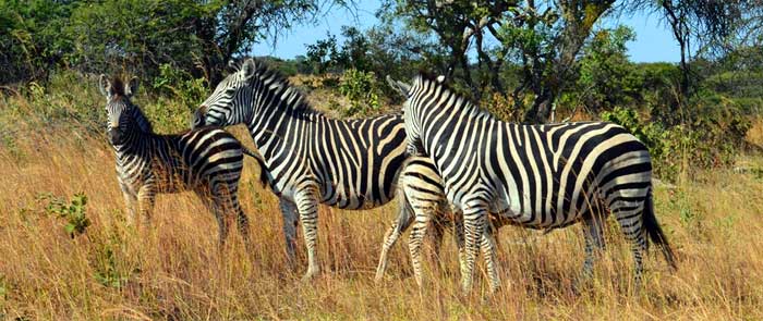 Marwell Zoological Park