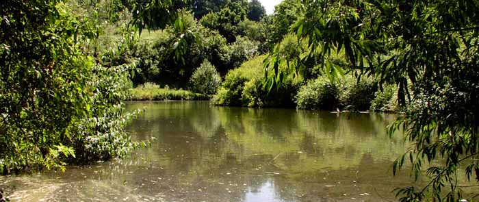 Ninesprings