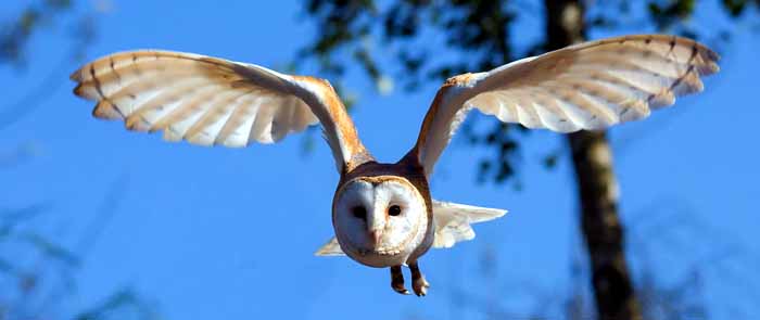 New Forest Owl Sanctuary