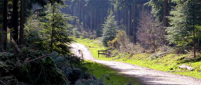Queen Elizabeth Country Park