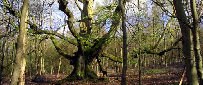 Savernake Forest