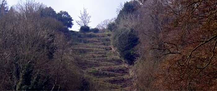 Selborne Hanger