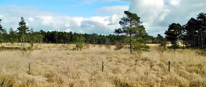 Wareham Forest